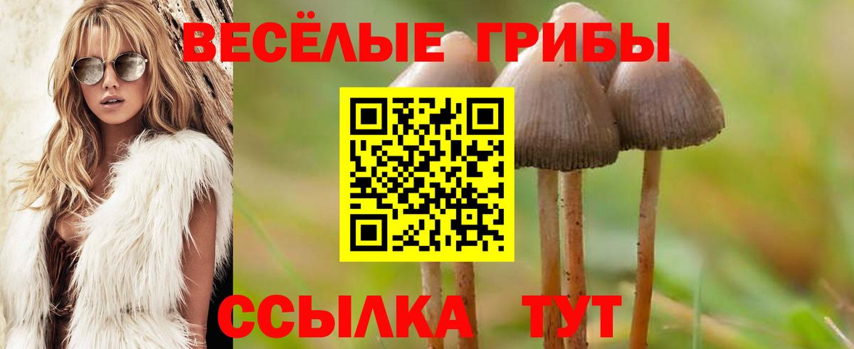 Псилоцибиновые грибы Psilocybine cubensis Тосно